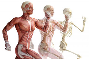 Suggested meeting: 7th I.S.Mu.L.T. Congress. Open mind and new technologies in muscles, ligaments and tendons. Suggested meeting: 7th I.S.Mu.L.T. Congress. Open mind and new technologies in muscles, ligaments and tendons.